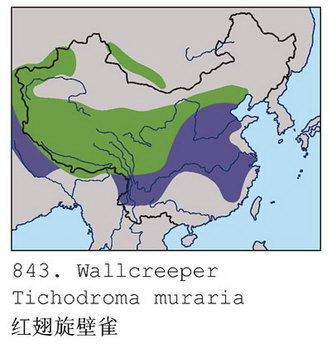 红翅旋壁雀的地理分布图