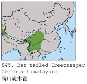 高山旋木雀的地理分布图