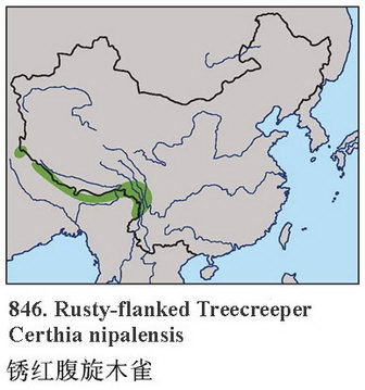 锈红腹旋木雀的地理分布图