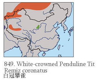 白冠攀雀的地理分布图
