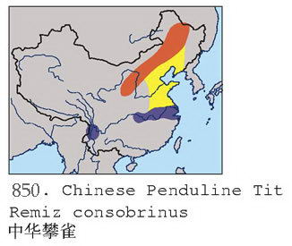 中华攀雀的地理分布图