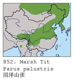 沼泽山雀的地理分布图
