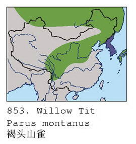 褐头山雀的地理分布图