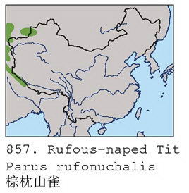 棕枕山雀的地理分布图