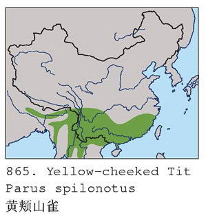 黄颊山雀的地理分布图