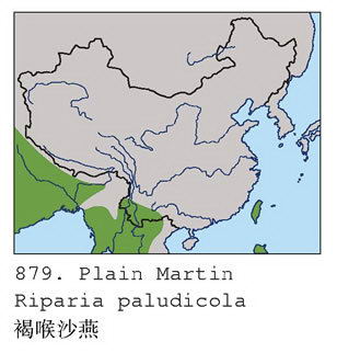 褐喉沙燕的地理分布图