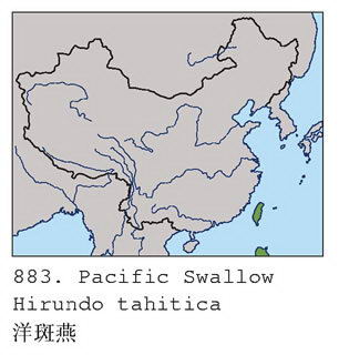 洋斑燕的地理分布图