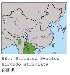 斑腰燕的地理分布图