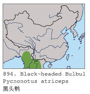 黑头鹎的地理分布图