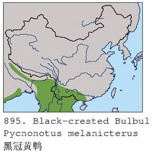 黑冠黄鹎的地理分布图