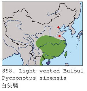 白头鹎的地理分布图