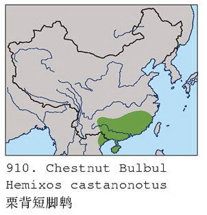 栗背短脚鹎的地理分布图