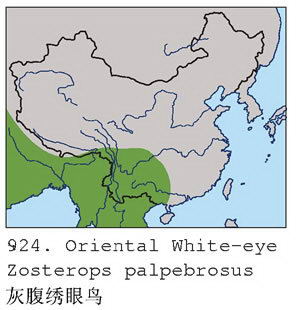 灰腹绣眼鸟的地理分布图