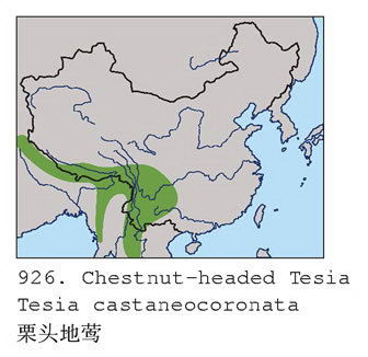 栗头地莺的地理分布图