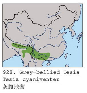 灰腹地莺的地理分布图