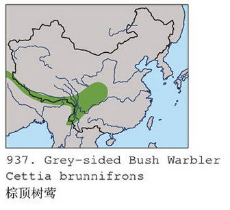 棕顶树莺的地理分布图