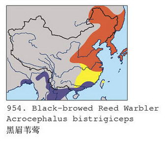 黑眉苇莺的地理分布图
