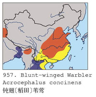 钝翅[稻田]苇莺的地理分布图