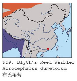 布氏苇莺的地理分布图