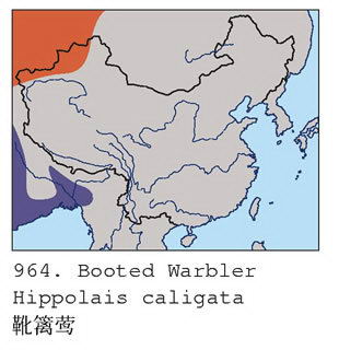 靴篱莺的地理分布图