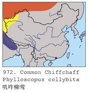 叽咋柳莺的地理分布图