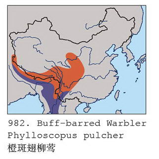 橙斑翅柳莺的地理分布图