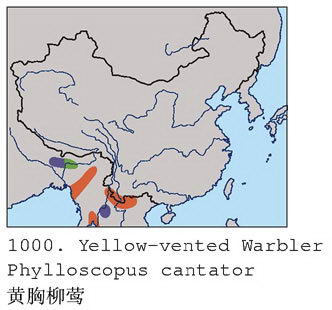 黄胸柳莺的地理分布图