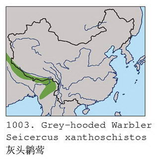 灰头鹟莺的地理分布图