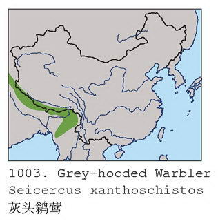 灰头鹟莺的地理分布图