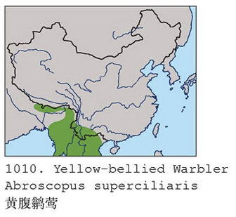 黄腹鹟莺的地理分布图