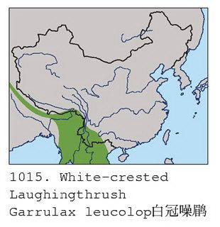 白冠噪鹛的地理分布图