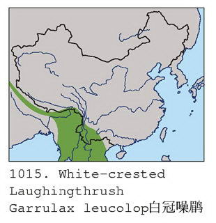 白冠噪鹛的地理分布图