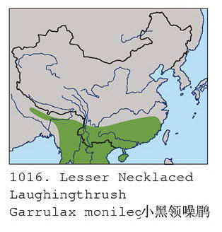 小黑领噪鹛的地理分布图