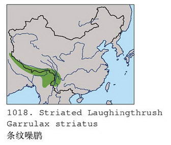 条纹噪鹛的地理分布图