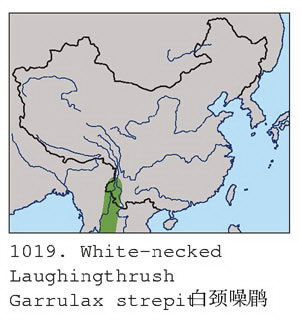 白颈噪鹛的地理分布图