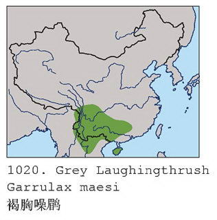 褐胸噪鹛的地理分布图