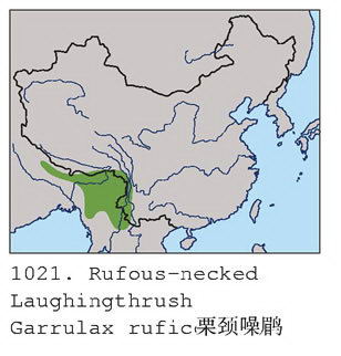 栗颈噪鹛的地理分布图