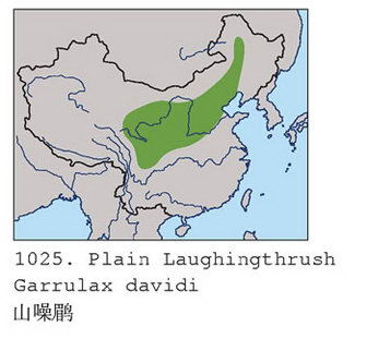 山噪鹛的地理分布图