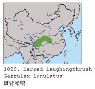 斑背噪鹛的地理分布图