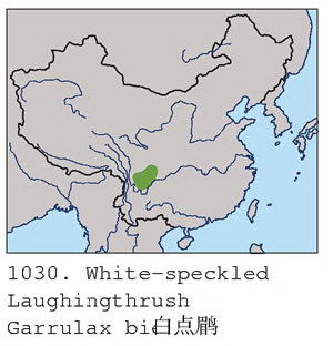 白点鹛的地理分布图