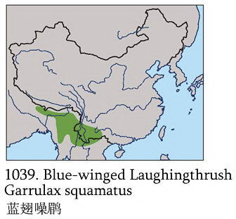 蓝翅噪鹛的地理分布图
