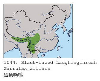黑顶噪鹛的地理分布图