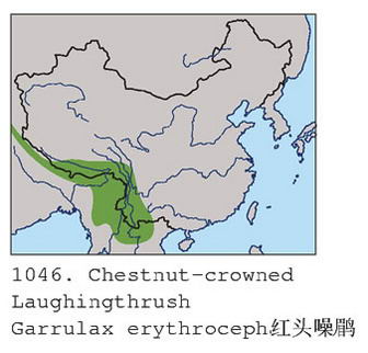 红头噪鹛的地理分布图