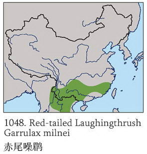 赤尾噪鹛的地理分布图