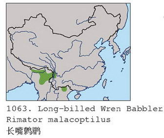 长嘴鹩鹛的地理分布图