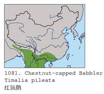 红顶鹛的地理分布图