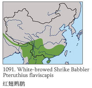 红翅鵙鹛的地理分布图