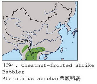 栗额鵙鹛的地理分布图