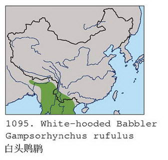白头鵙鹛的地理分布图