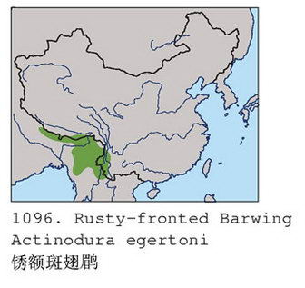 锈额斑翅鹛的地理分布图